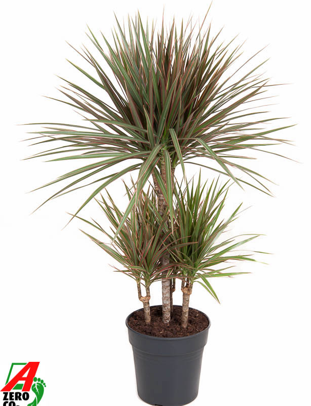 Dracaena marginata Bicolor
