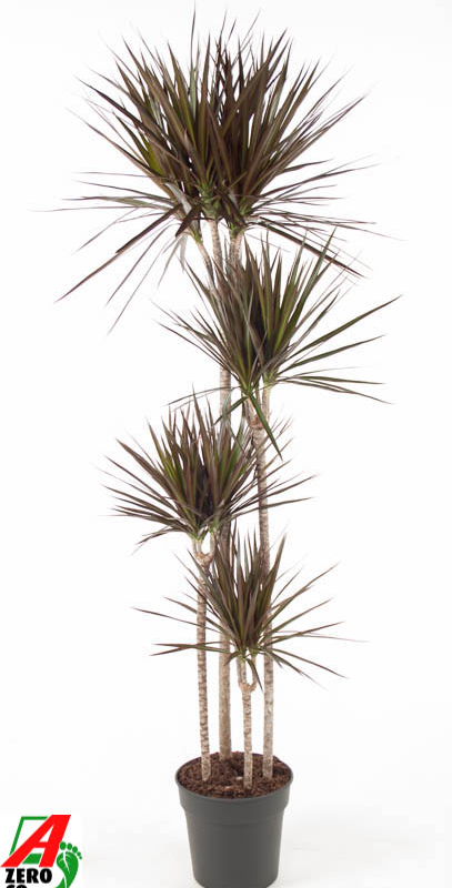 Dracaena marginata 'Magenta'