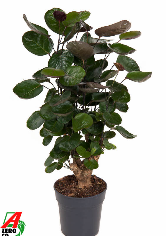 Aralia (Polyscias) 'Fabian'