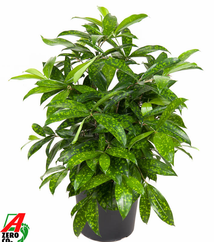 Dracaena surculosa