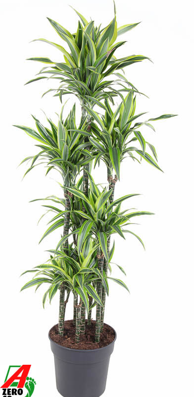 Dracaena fragrans 'Lemon Lime'