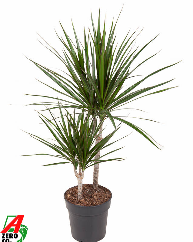 Dracaena marginata