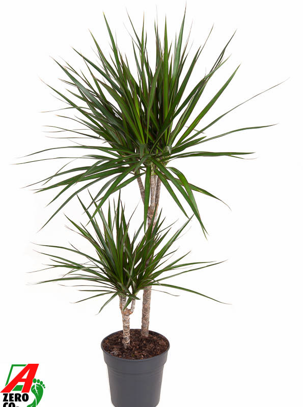 Dracaena marginata