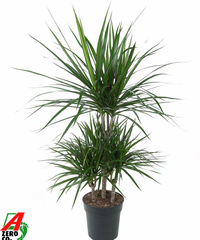Dracaena marginata