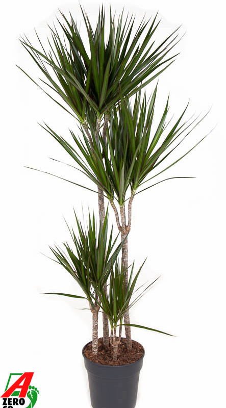 Dracaena marginata