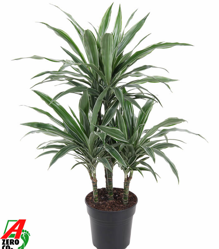 Dracaena deremensis 'Warneckei'