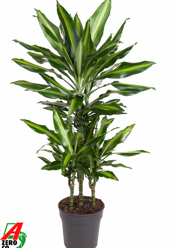 Dracaena fragrans 'Cintho'