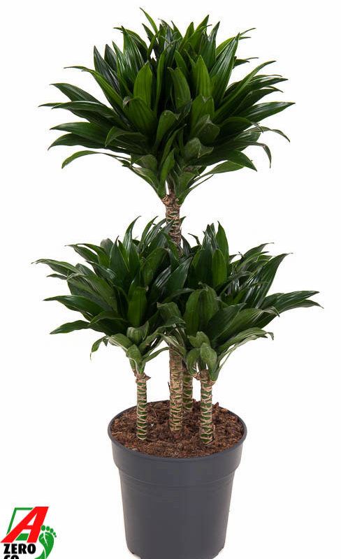 Dracaena fragrans 'Compacta'