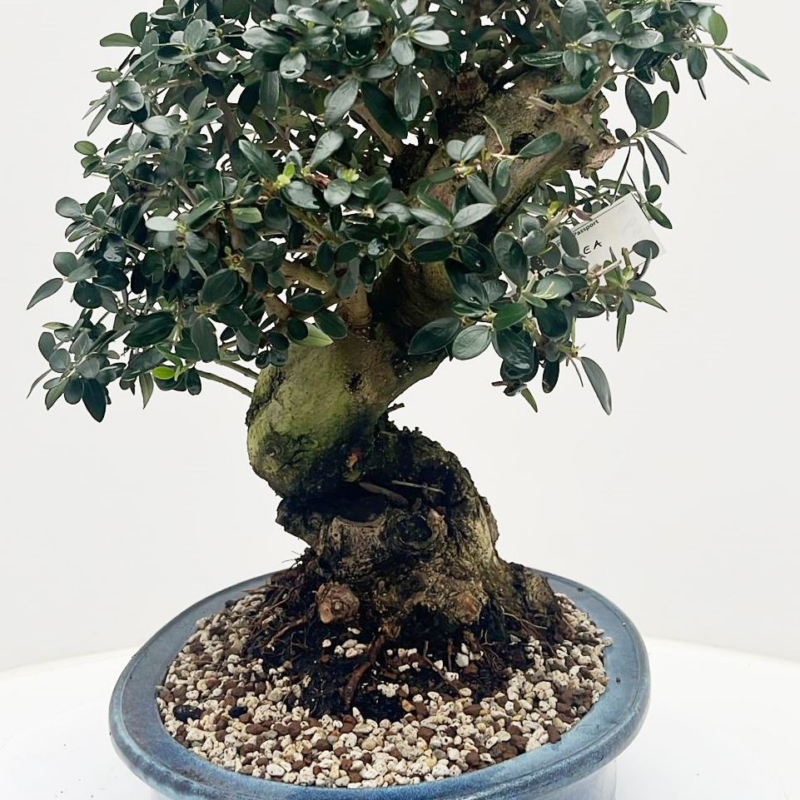 Olea europaea