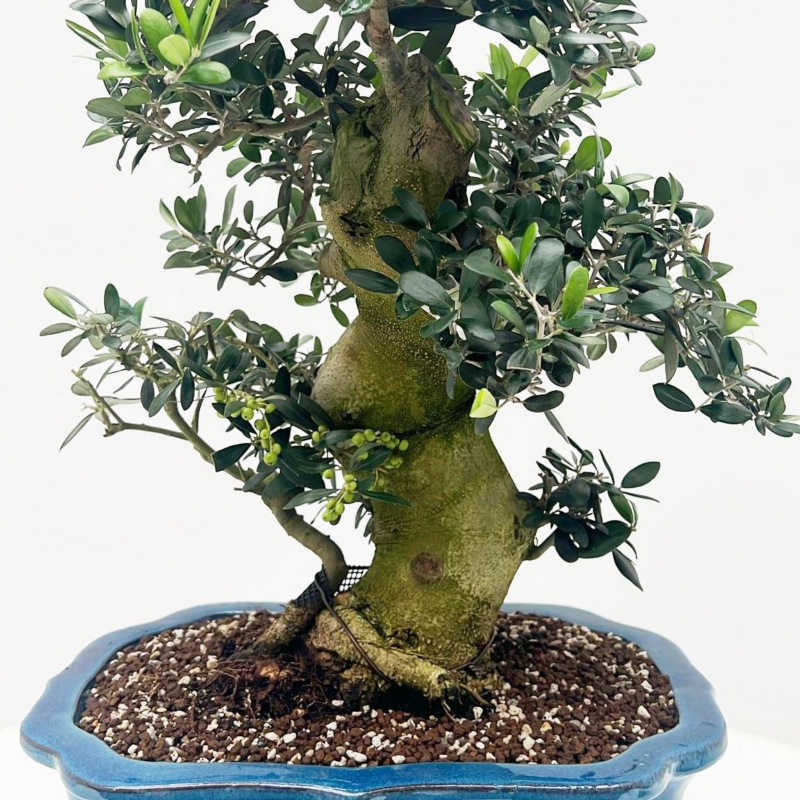 Olea europaea