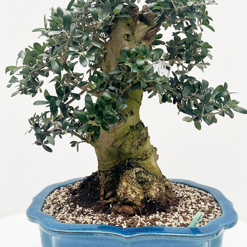 Olea europaea