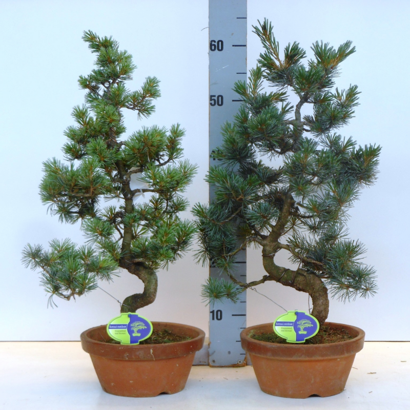 pinus pentaphylla parviflora
