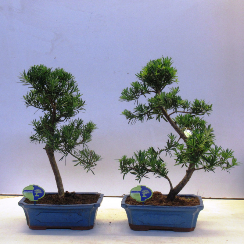 Podocarpus macrophyllus