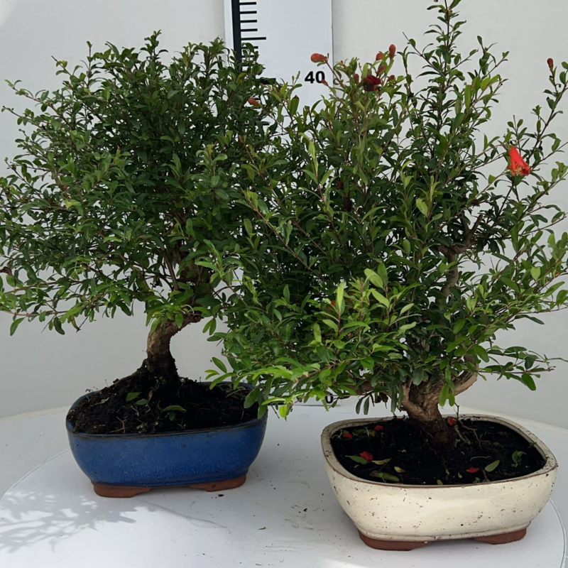 Punica granatum