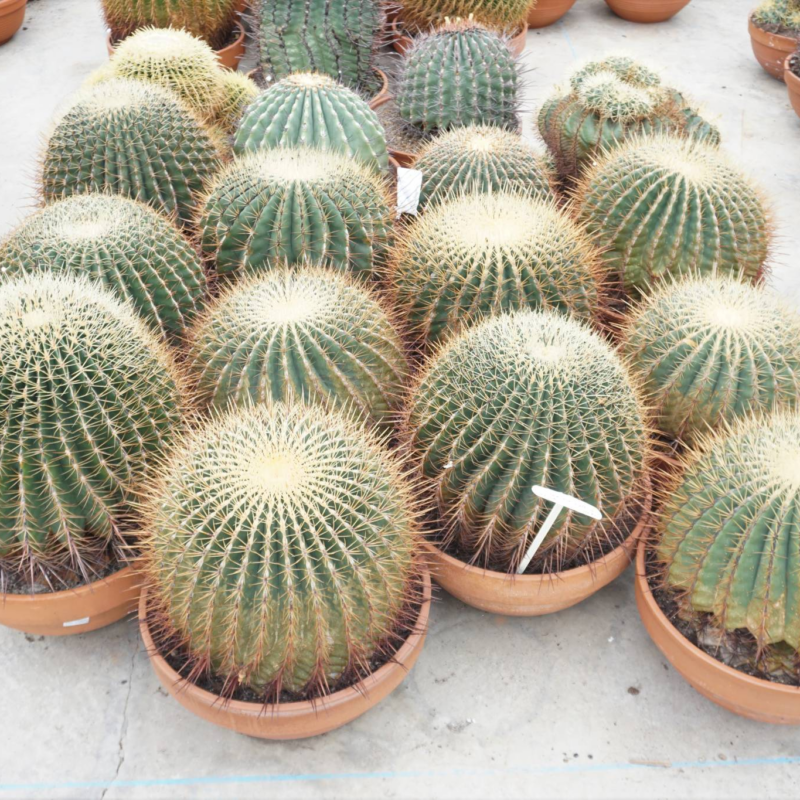 Ferocactus