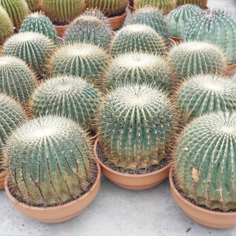 Ferocactus