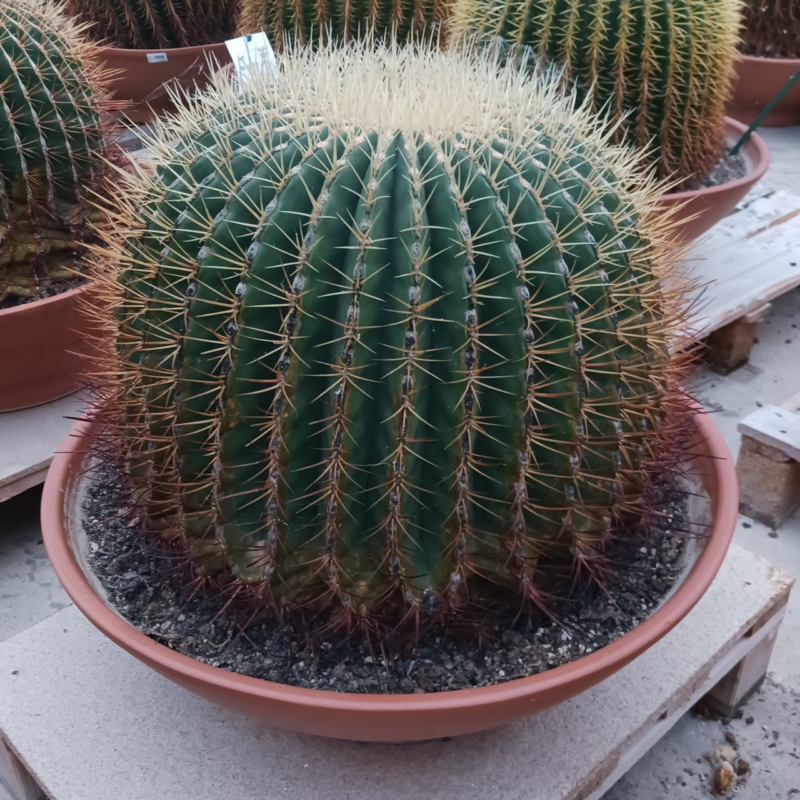 Echinocactus grusonii