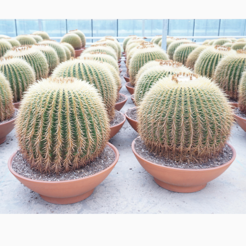 Echinocactus grusonii