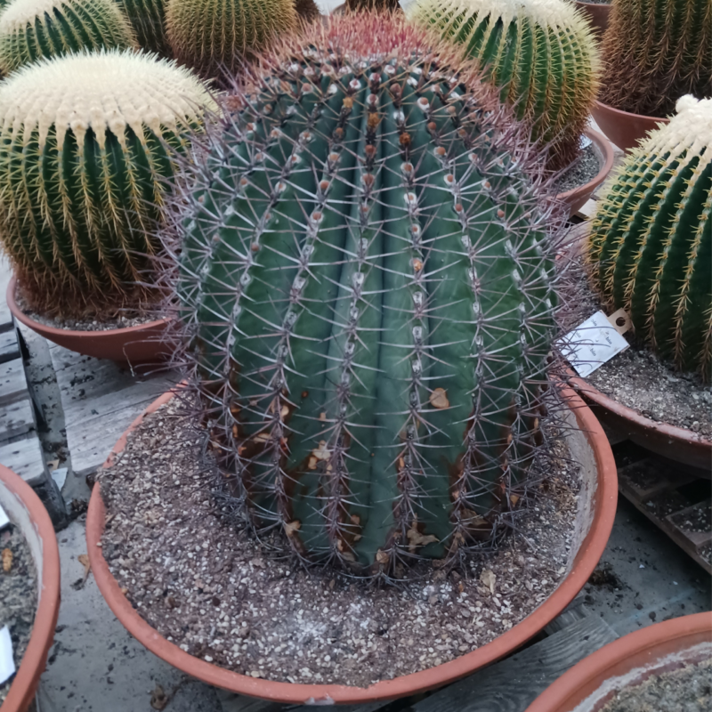 Ferocactus