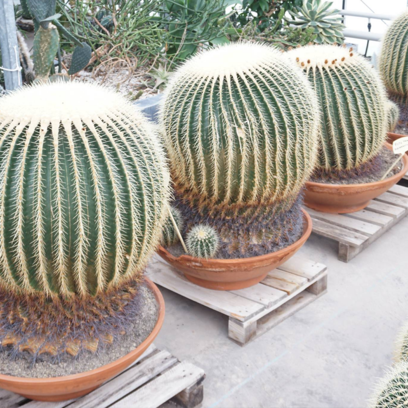 Echinocactus grusonii