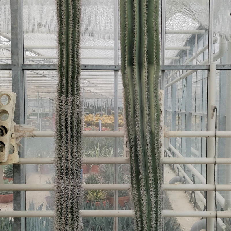 Pachycereus pringlei
