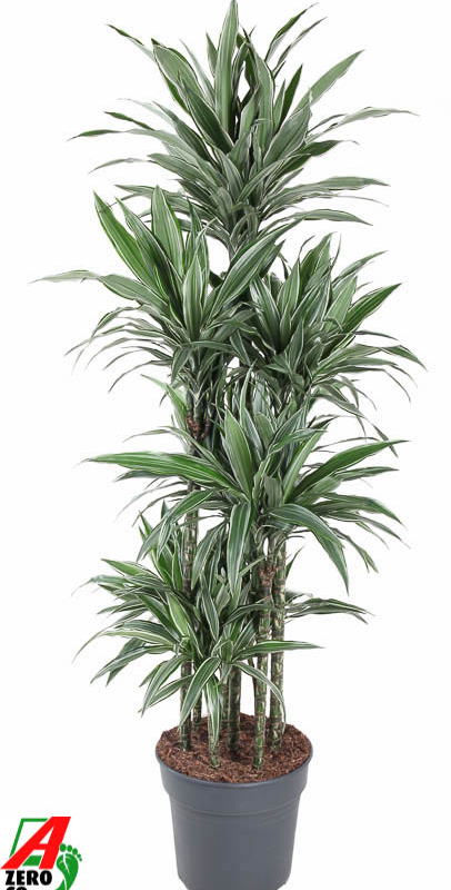 Dracaena deremensis 'Warneckei'