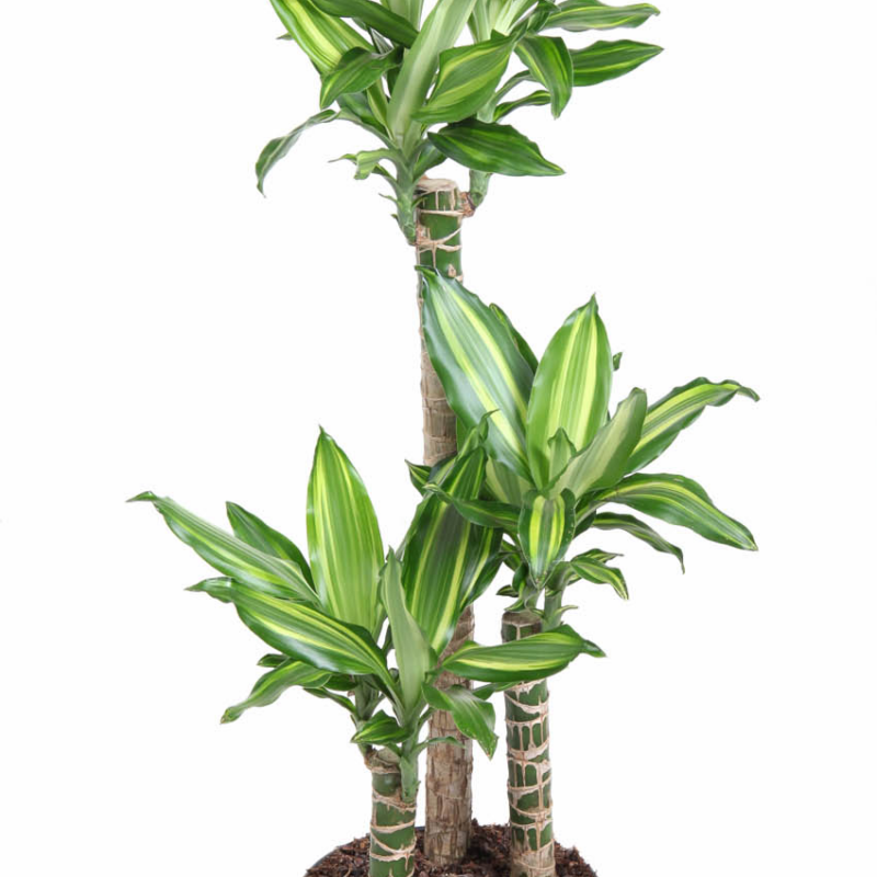 Dracaena Silver Dream