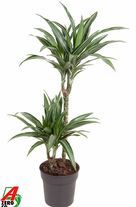 Dracaena fragrans 'Ulises'