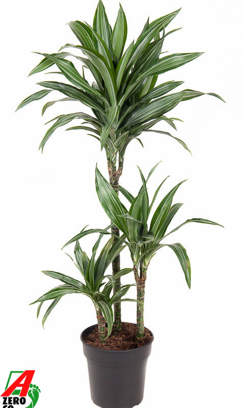 Dracaena fragrans 'Ulises'