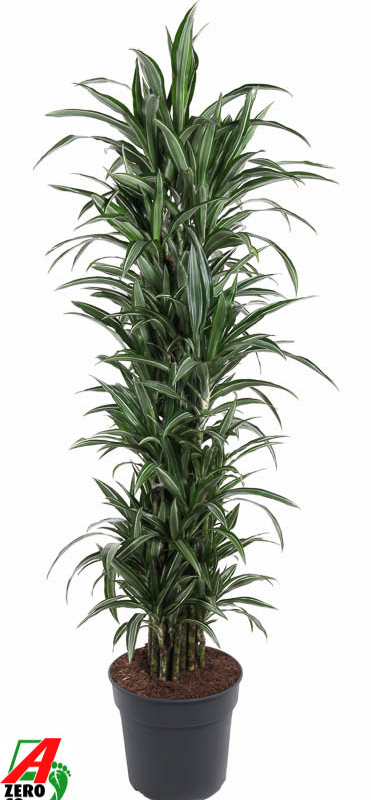 Dracaena fragrans 'Ulises'
