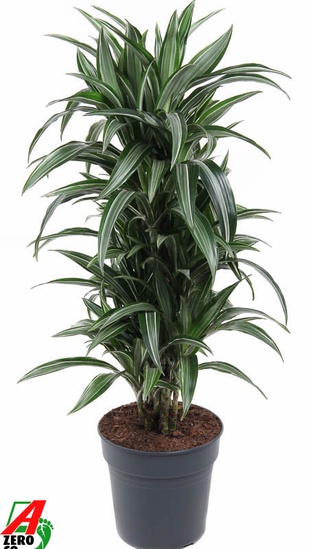 Dracaena fragrans 'Ulises'