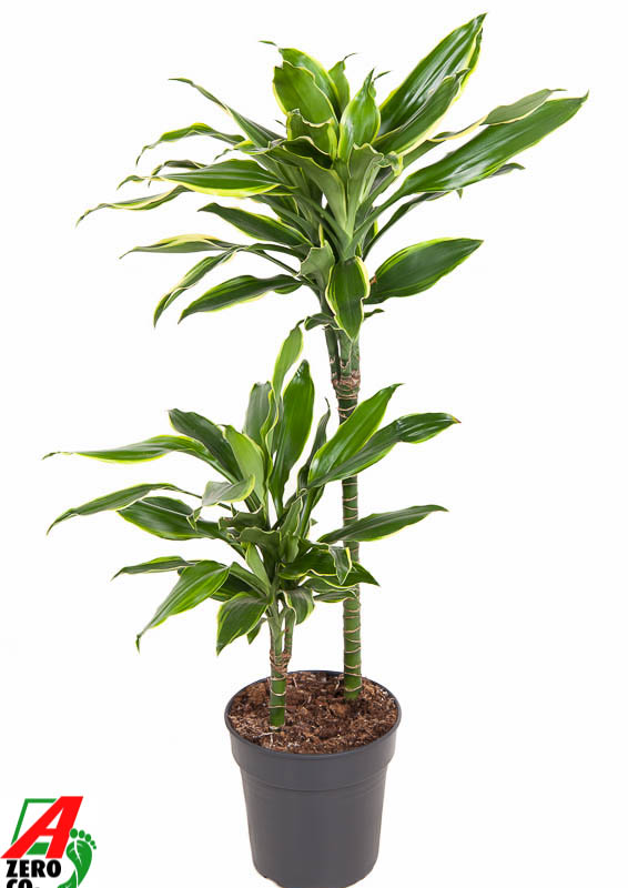 Dracaena fragrans 'Golden Coast'