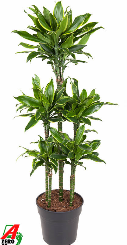 Dracaena fragrans 'Golden Coast'