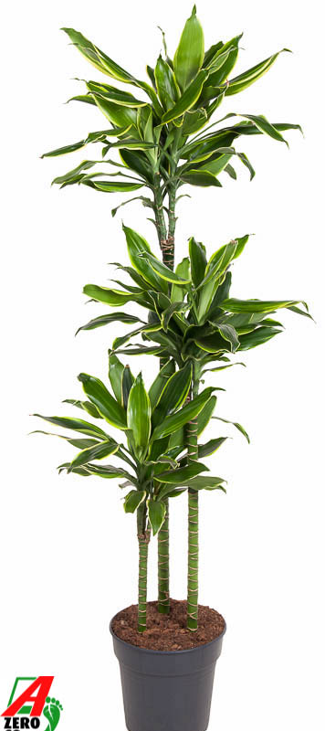 Dracaena fragrans 'Golden Coast'