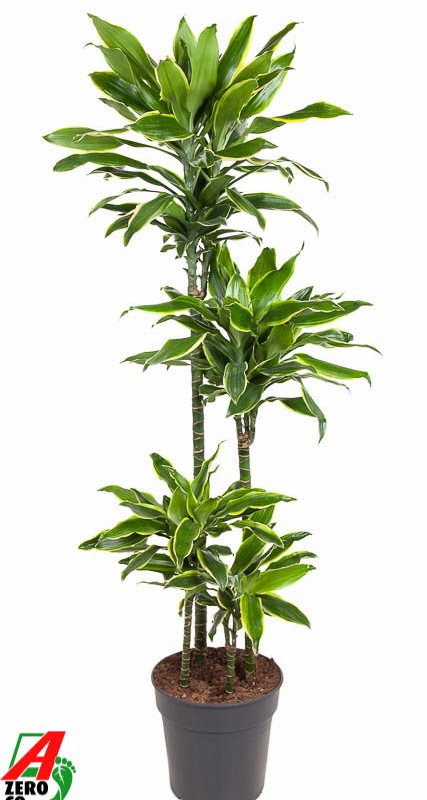 Dracaena fragrans 'Golden Coast'