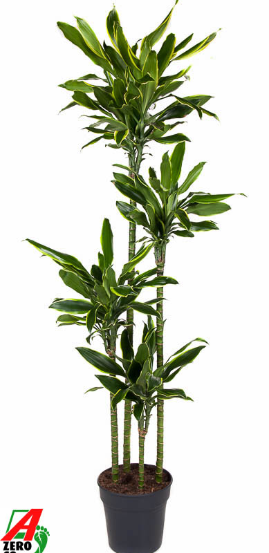 Dracaena fragrans 'Golden Coast'
