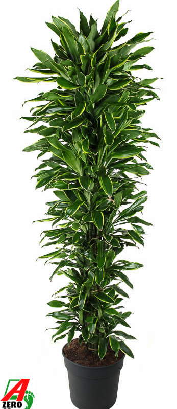 Dracaena fragrans 'Golden Coast'