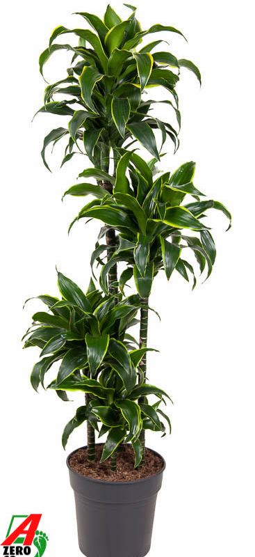 Dracaena fragrans 'Dorado'