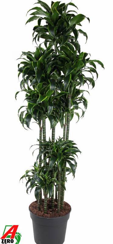 Dracaena fragrans 'Dorado'