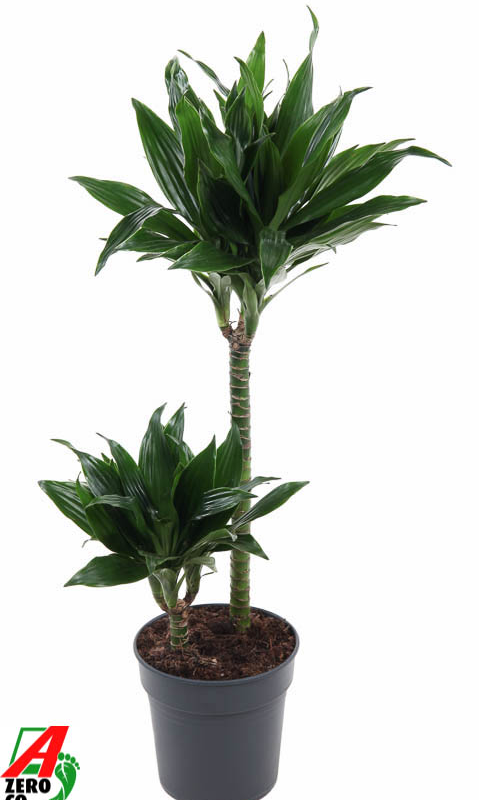Dracaena fragrans 'Green Jewel'