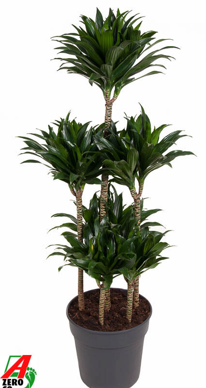 Dracaena fragrans 'Compacta'