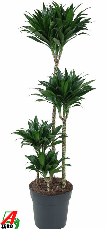 Dracaena fragrans 'Compacta'