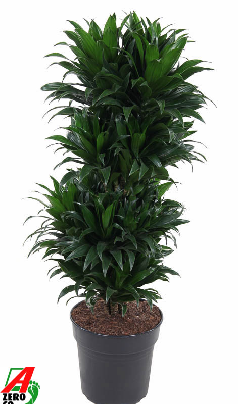 Dracaena fragrans 'Compacta'