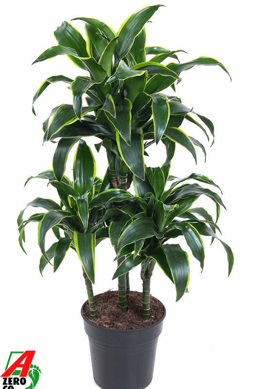 Dracaena fragrans 'Dorado'
