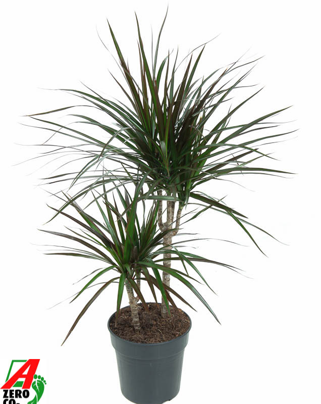 Dracaena marginata 'Magenta'