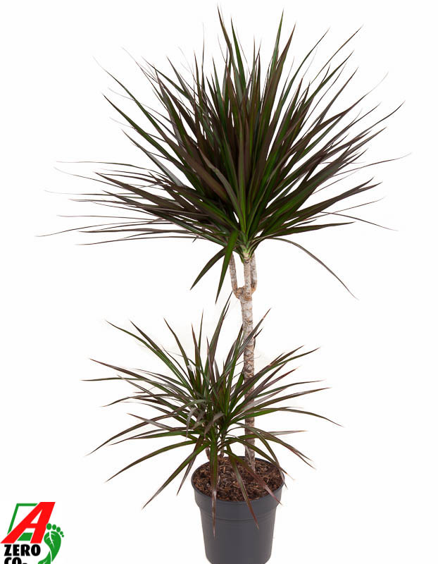 Dracaena marginata 'Magenta'