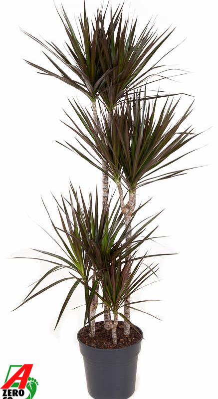 Dracaena marginata 'Magenta'