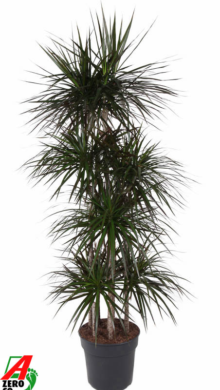 Dracaena marginata 'Magenta'