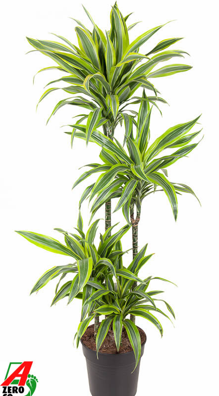 Dracaena fragrans 'Lemon Lime'