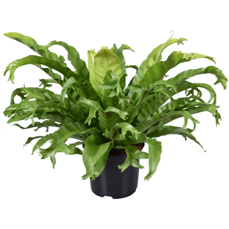 Asplenium nidus 'Crissie'